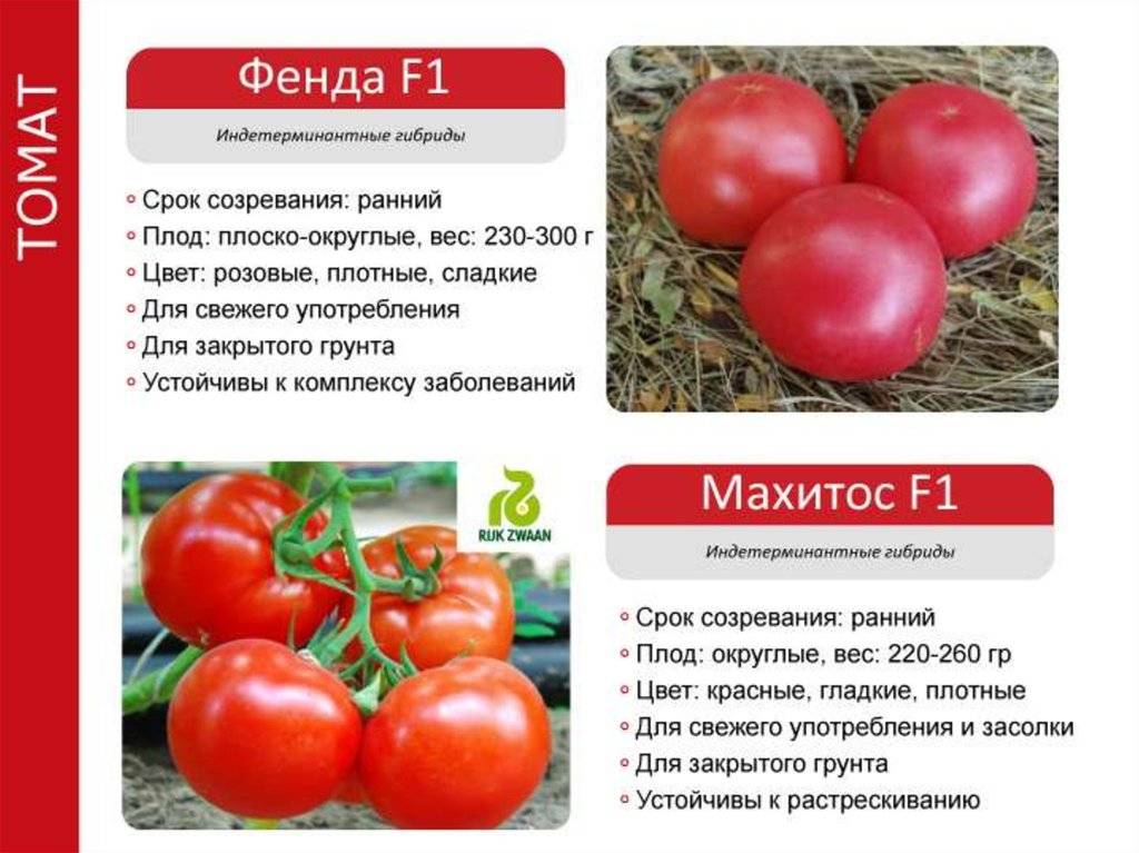 Томат тести f1: описание урожайного сорта и правила выращивания с фото
