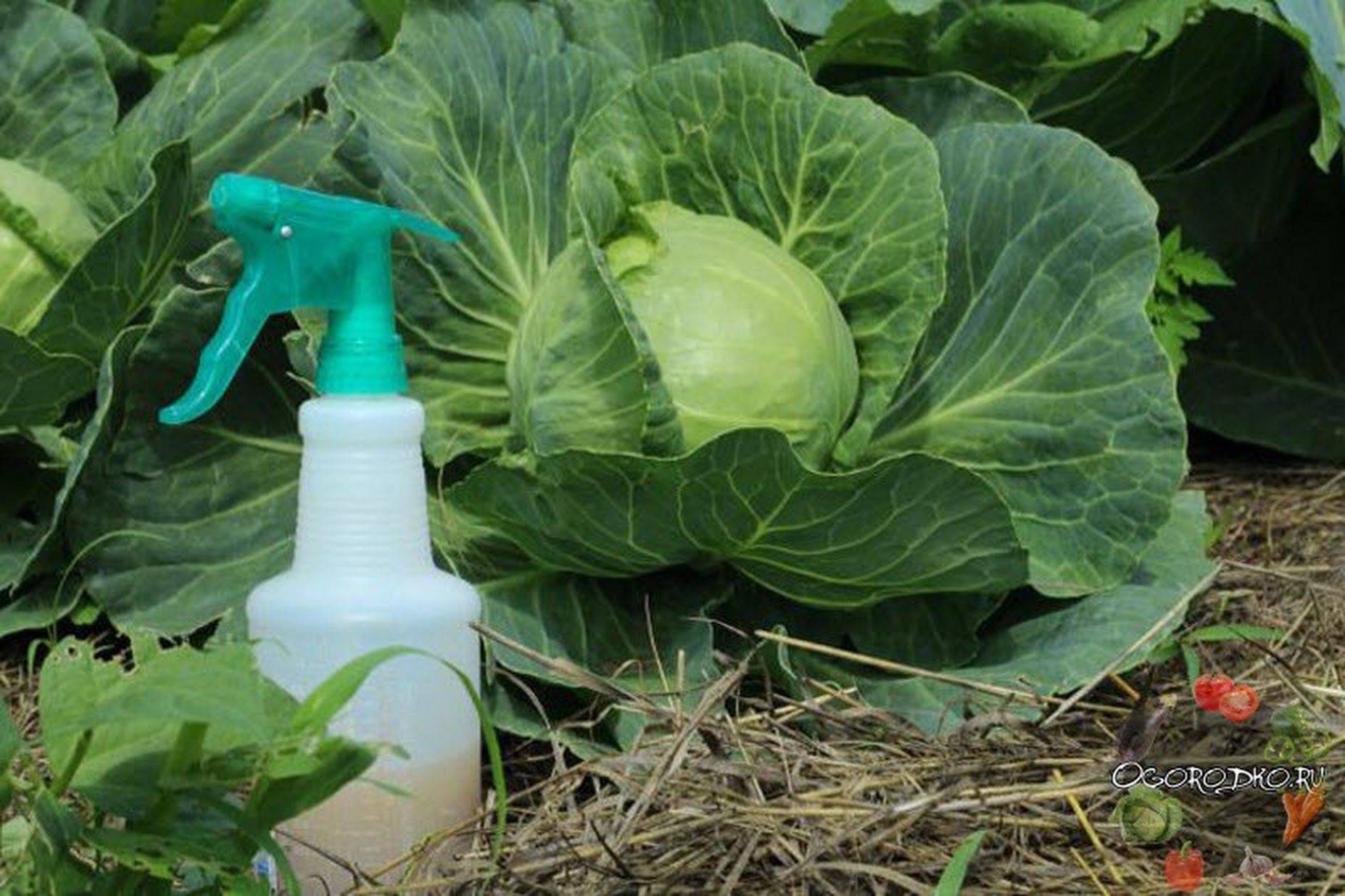 Чем лучше обработать капусту от вредителей, народные, химические и биологические средства