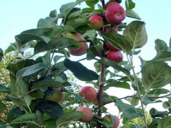 Домашняя яблоня серебряное копытце — фото, характеристика, советы по выращиванию