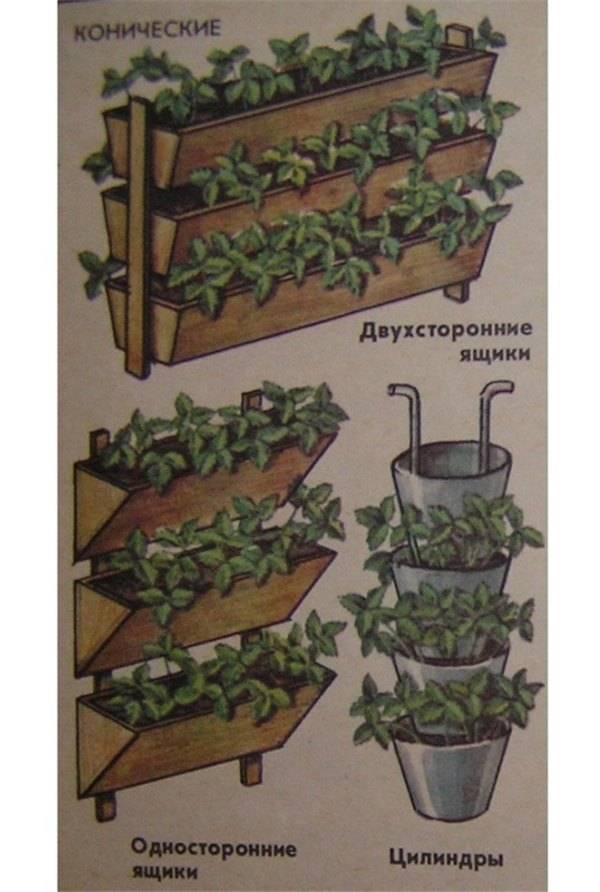 Выращиваем клубнику на балконе и подоконнике: секреты хорошего урожая