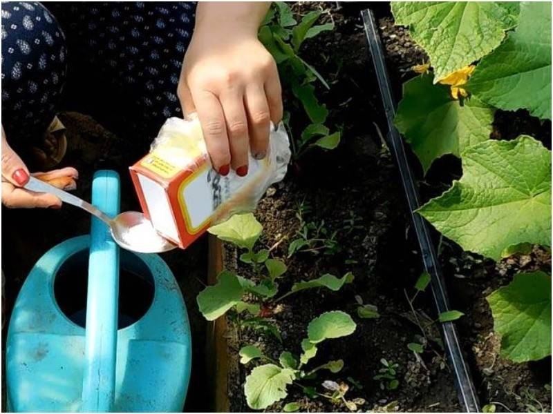 Применение соды для огурцов в огороде или саду, опрыскивание и подкормка