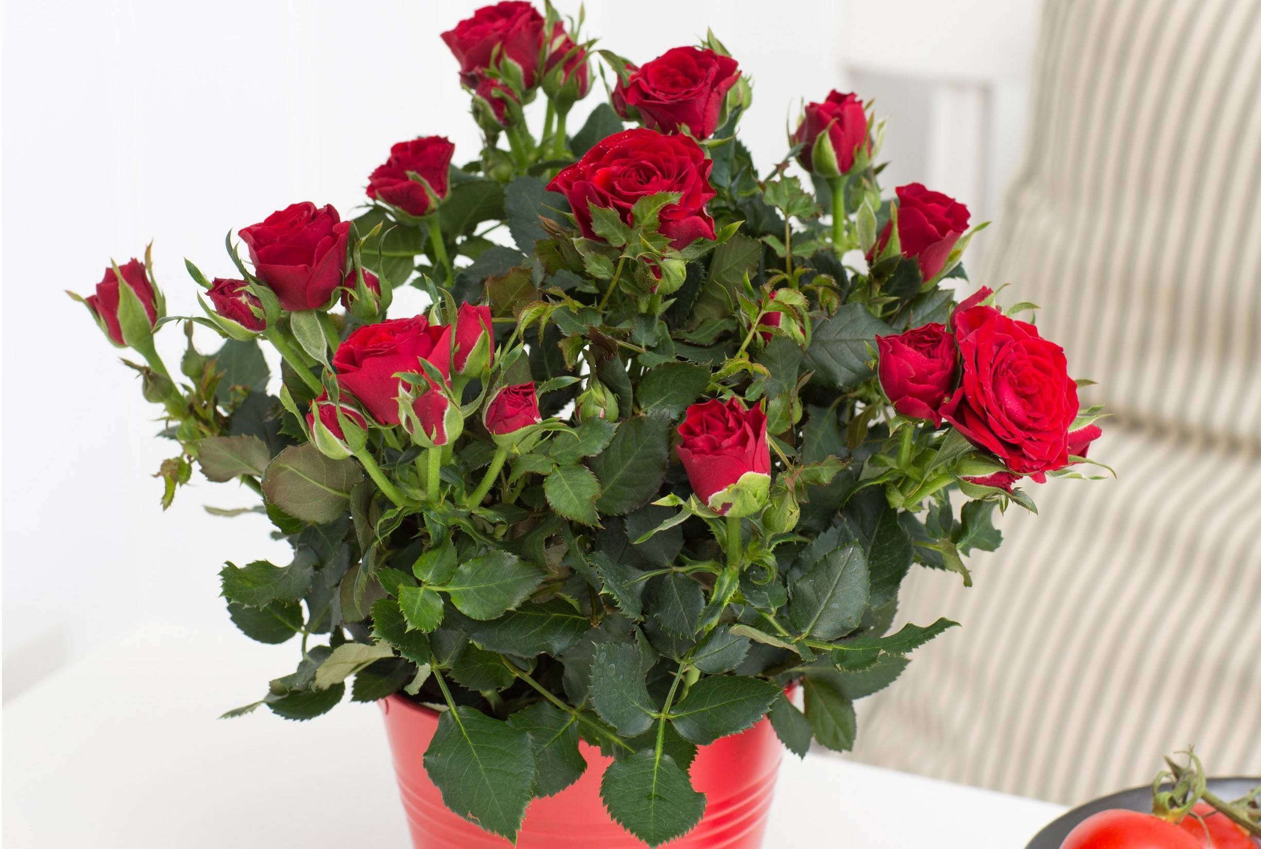 ТОП 4 сорта комнатных роз, их выращивание и уход в домашних условиях