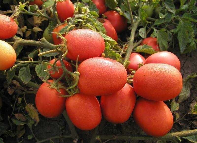 Характеристика и описание томата Таунсвиль f1 и агротехника выращивания