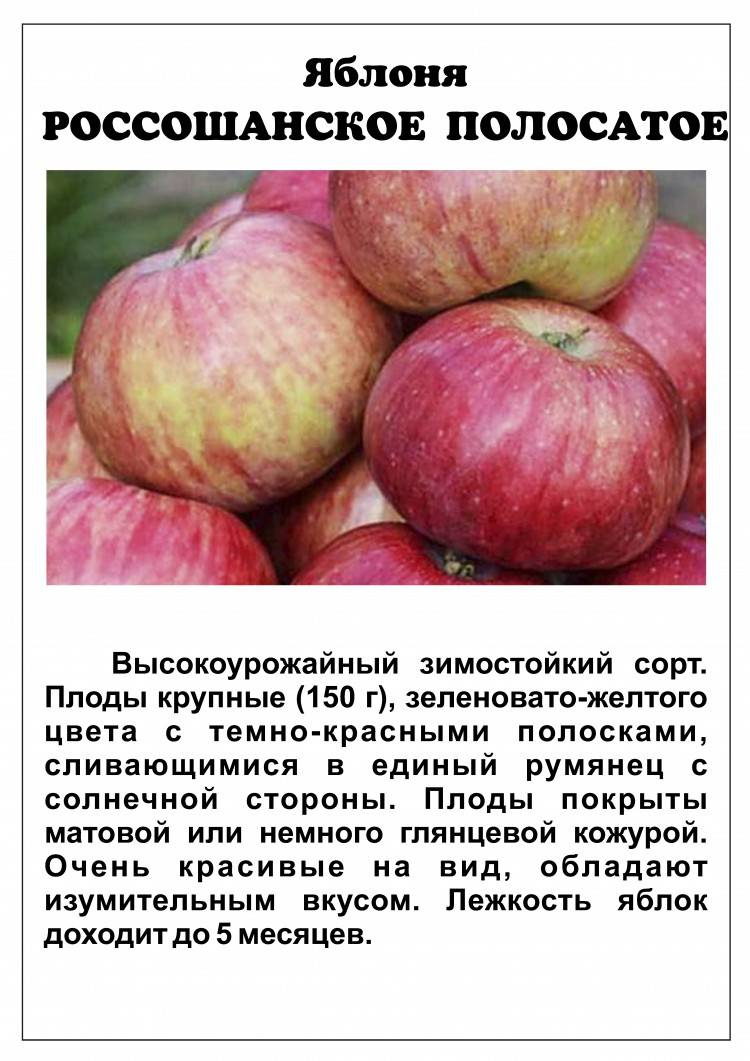 Описание яблони сорта Коричное полосатое, особенности выращивания