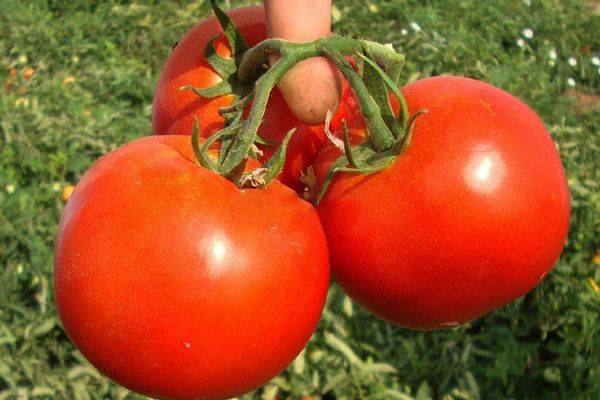 Томат галина f1: характеристика и описание сорта, отзывы об урожайности помидоров, фото куста