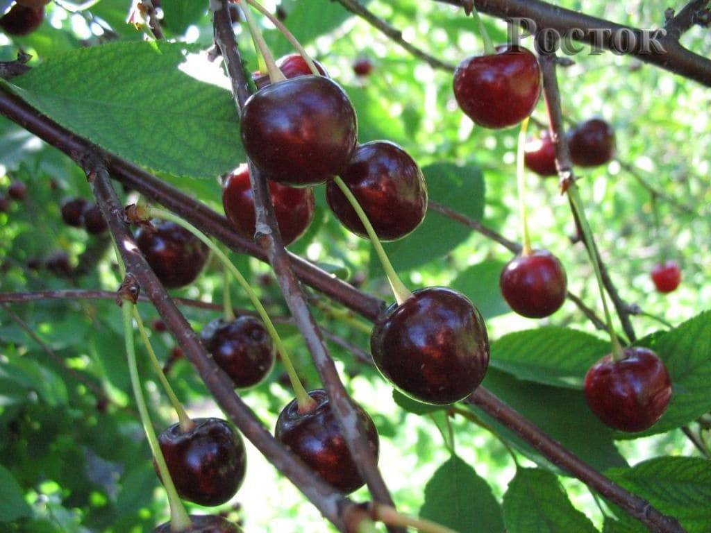 Описание сорта вишни гриот московский и особенности выращивания