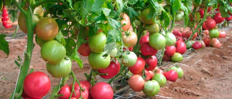 Томат «пинк буш f1»: отзывы, фото куста – все о томатах. выращивание томатов. сорта и рассада.