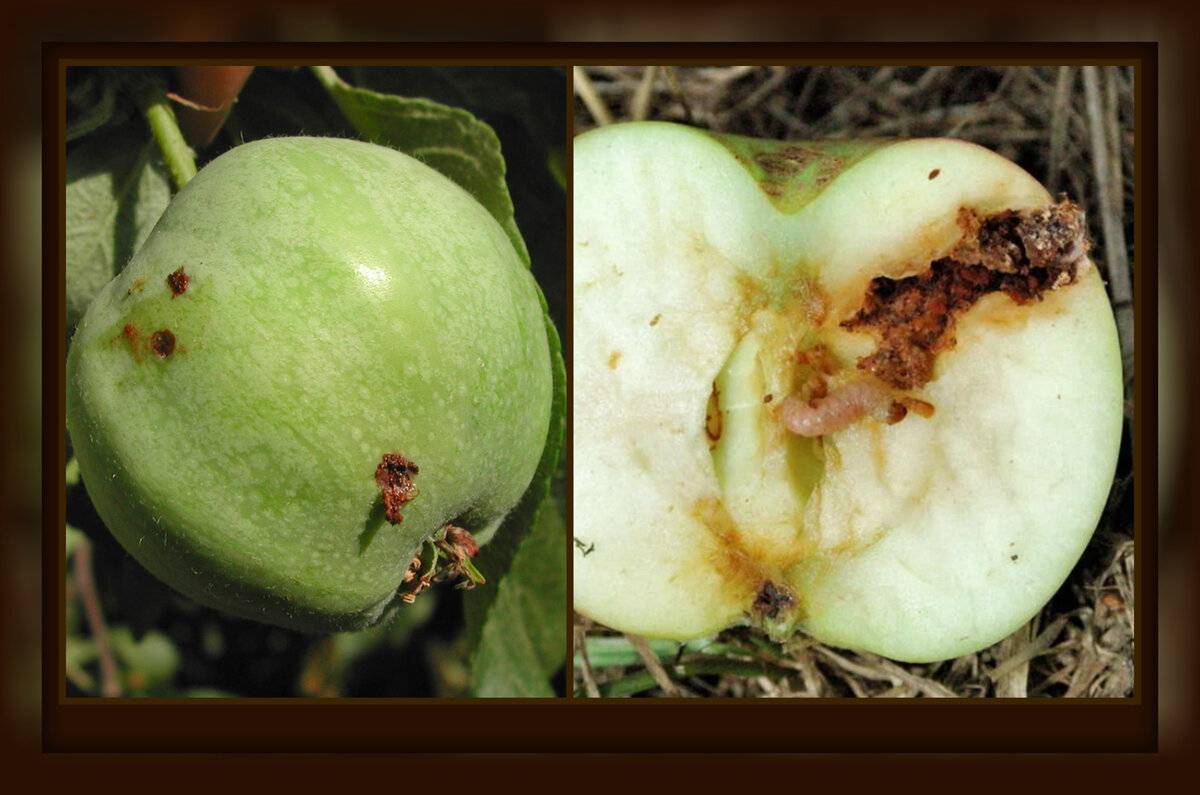 Яблоневая плодожорка и эффективные методы борьбы с ней
