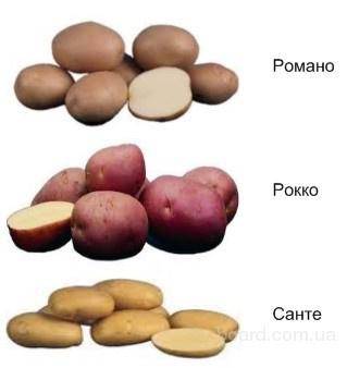 Сорт картофеля рокко: фото, отзывы, описание, характеристики.
