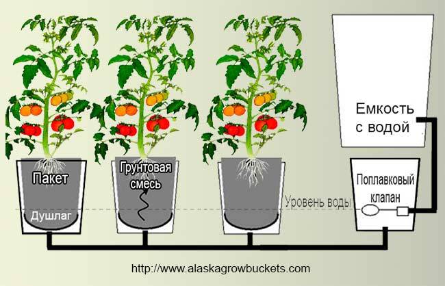 Особенности выращивания помидор в ведрах: обильный и вкусный урожай необычным способом