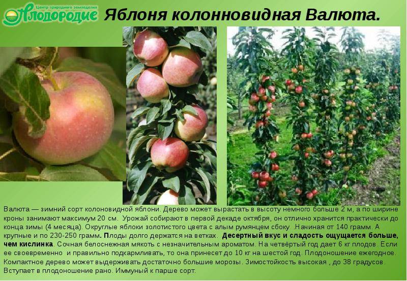 Яблоня московское ожерелье колоновидная: отзывы, фото, описание, посадка и уход, выращивание сорта, опылители, морозостойкость