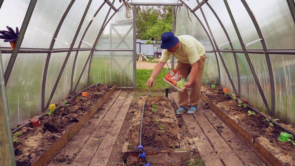 Выращивание арбузов в теплице – как достичь хорошего урожая