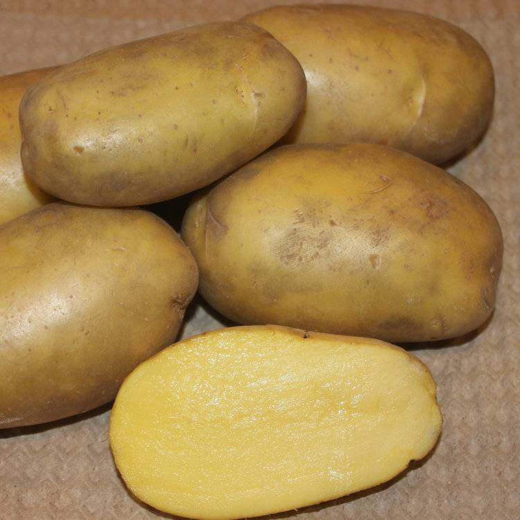 Описание и характеристика картофеля сорта гулливер, посадка и уход
