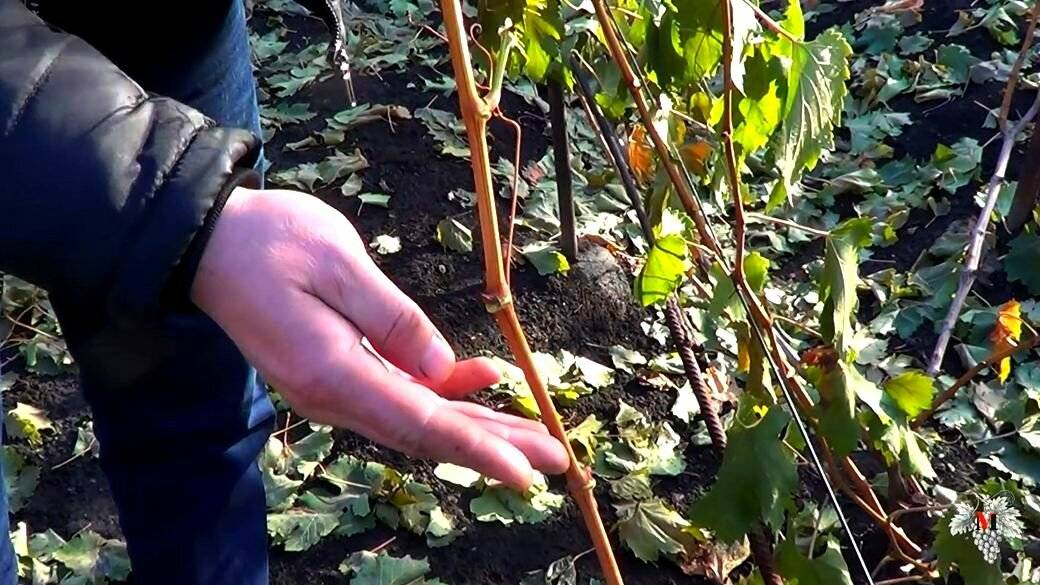 Сроки вызревания лозы винограда и чем обработать, чтобы ускорить процесс - все о фермерстве, растениях и урожае