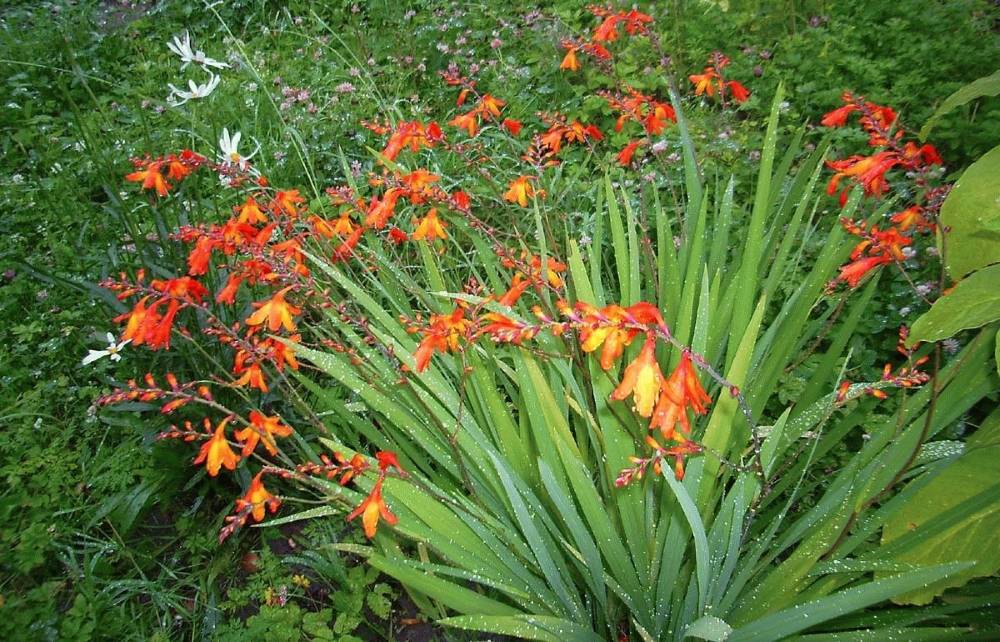 ✅ гладиолус японский: цветок монтбреция (крокосмия), посадка и уход в открытом грунте - tehnoyug.com