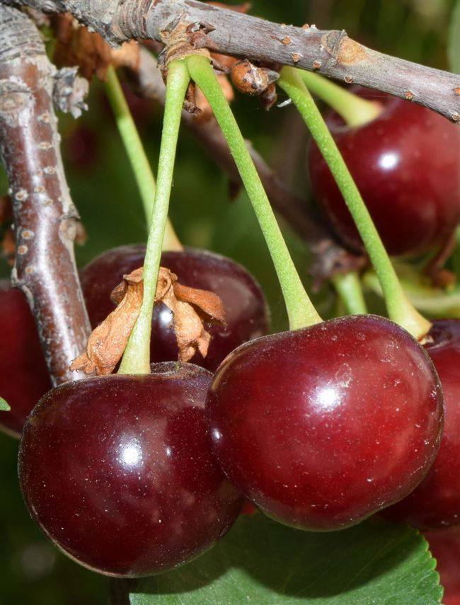 Шпанка вишня: характеристика и описание сорта, выращивание и уход