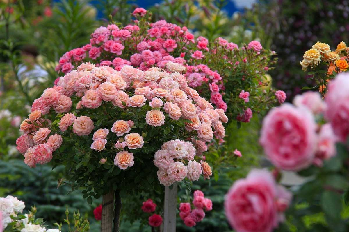 Зимостойкие розы: 20 лучших сортов «королевы» цветов с фото для выращивания в подмосковье, сибири, средней полосе