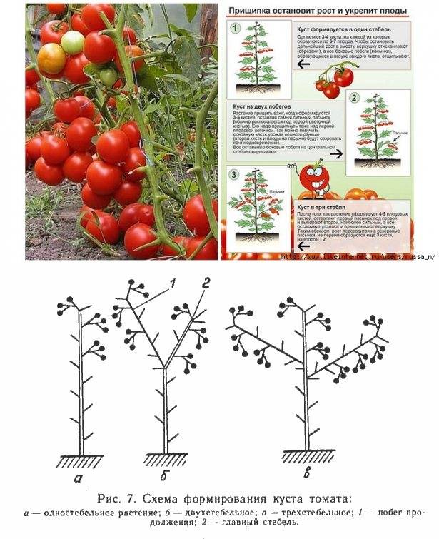 Лучшие сорта детерминантных томатов для открытого грунта и теплицы: самые урожайные и вкусные