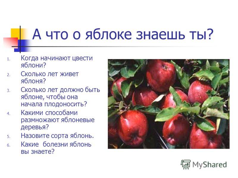 Цвета ли яблони. Продолжительность жизни яблони. Яблоня морфологическое описание. На какой год плодоносит яблоня. Сколько живет яблоня.
