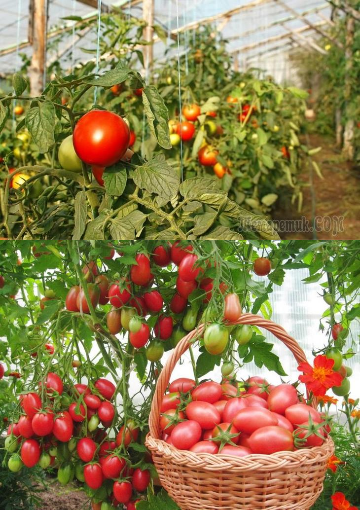 Хорошие самоопыляемые сорта помидоров для теплицы: делаем правильный выбор семян для богатого урожая
