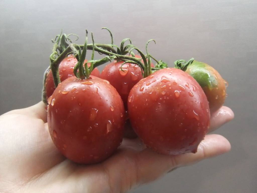 Лучшие салатные сорта томатов