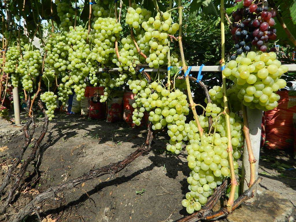Виноград антоний великий, описание сорта