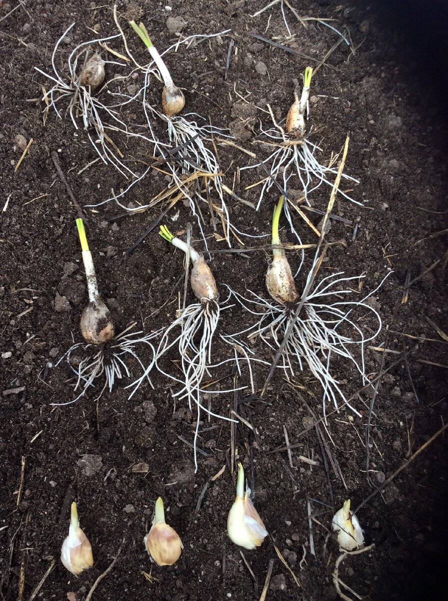 Выращивание ярового чеснока в открытом грунте: технология и уход
