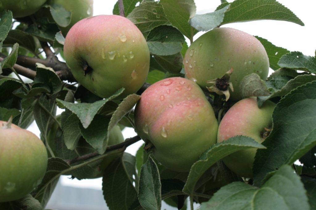 Описание яблони сорта подарок садоводам и тонкости выращивания