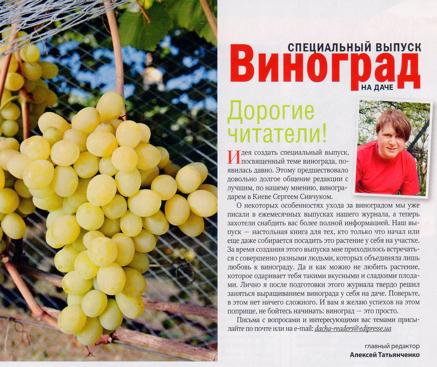 Виноград сенатор: описание, фото и отзывы :: syl.ru