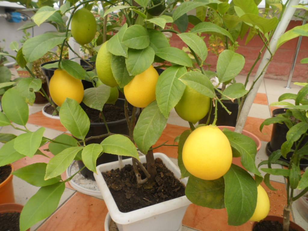 Лимон мейера - описание и уход | питомник растений