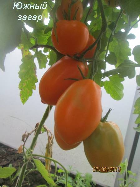 Характеристика и описание сорта томата южный загар, урожайность. томат южный загар: отзывы, фото, урожайность