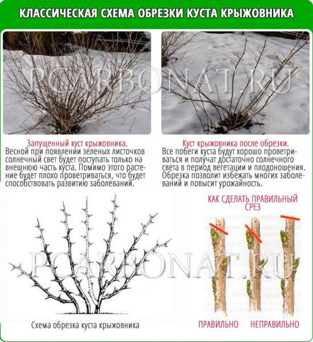 Обрезка крыжовника схема