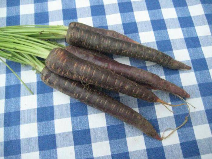Черная морковь, польза и вред, применение в кулинарии