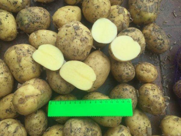 Картофель коломбо надо выкапывать раньше. картофель коломбо: 8 особенностей и 10 советов по выращиванию и хранению