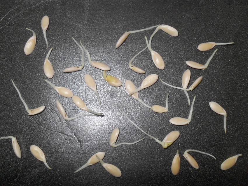 Рассада огурцов: технология выращивание огурцов из семян в домашних условиях
