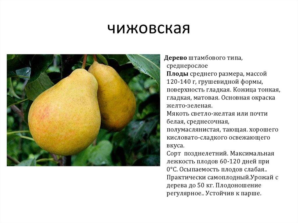 Всё о белорусской поздней груше: особенности выращивания и ухода