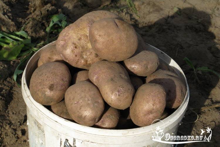 Описание и характеристика картофеля сорт «синеглазка»