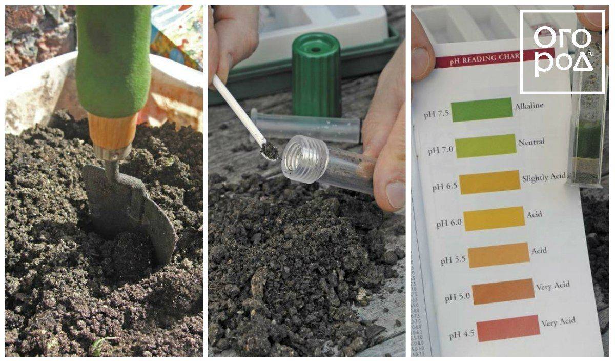 Грунт для цитрусовых: критерии качества, состав и необходимая кислотность почвы