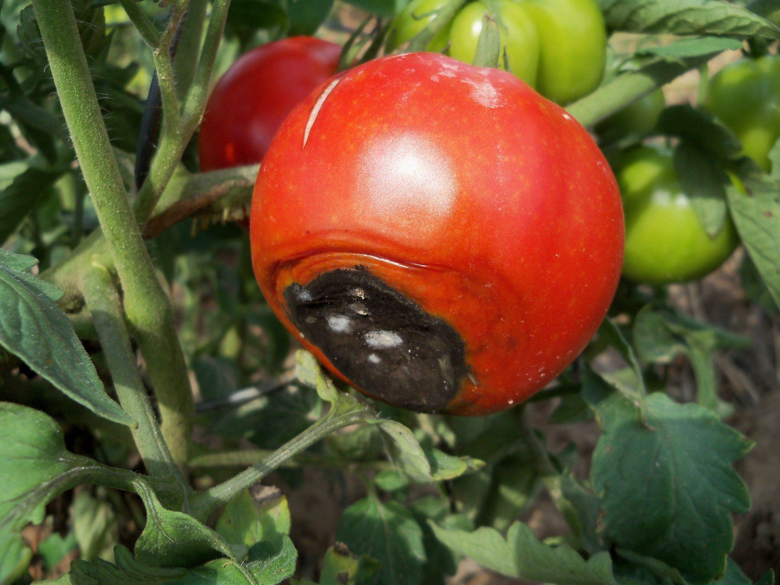 Вершинная гниль томатов в теплице и открытом грунте как бороться