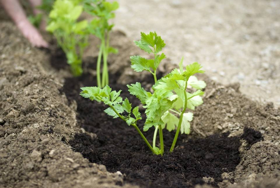 Петрушка корневая: выращивание и уход в открытом грунте, как сажать семенами, посадка, посев игл