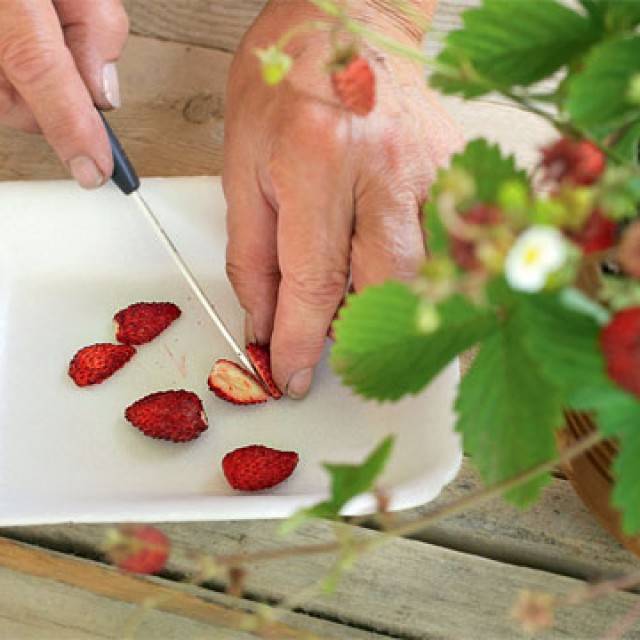 Как вырастить клубнику из семян? полезные советы :: syl.ru