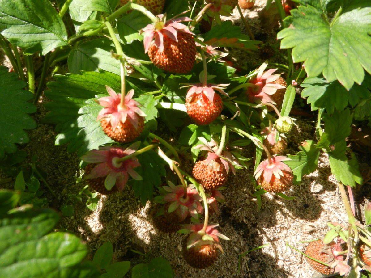 Сохнет клубника: причины, меры борьбы уход за ягодами