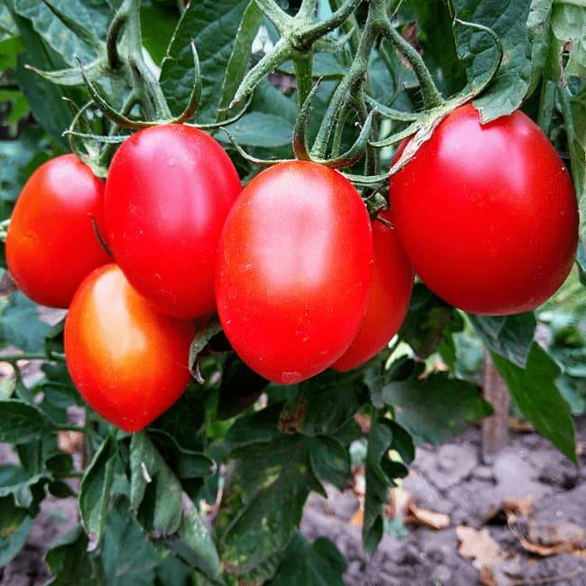 Индетерминантный сорт помидор: что это такое, описание томатов и инструкция по выращиванию в открытом грунте