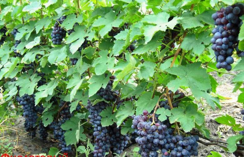 Фиолетовый ранний — старый сорт винограда для вина и для еды