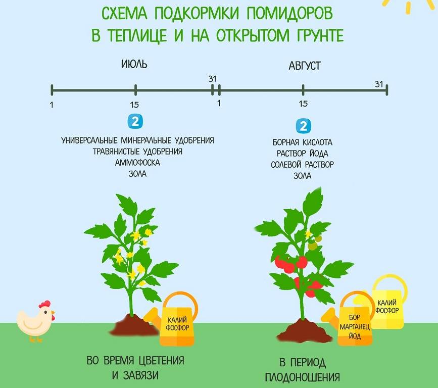 Схема подкормки огурцов