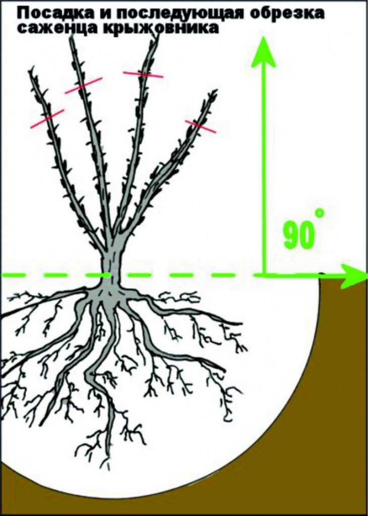 Обрезка крыжовника весной схема для начинающих