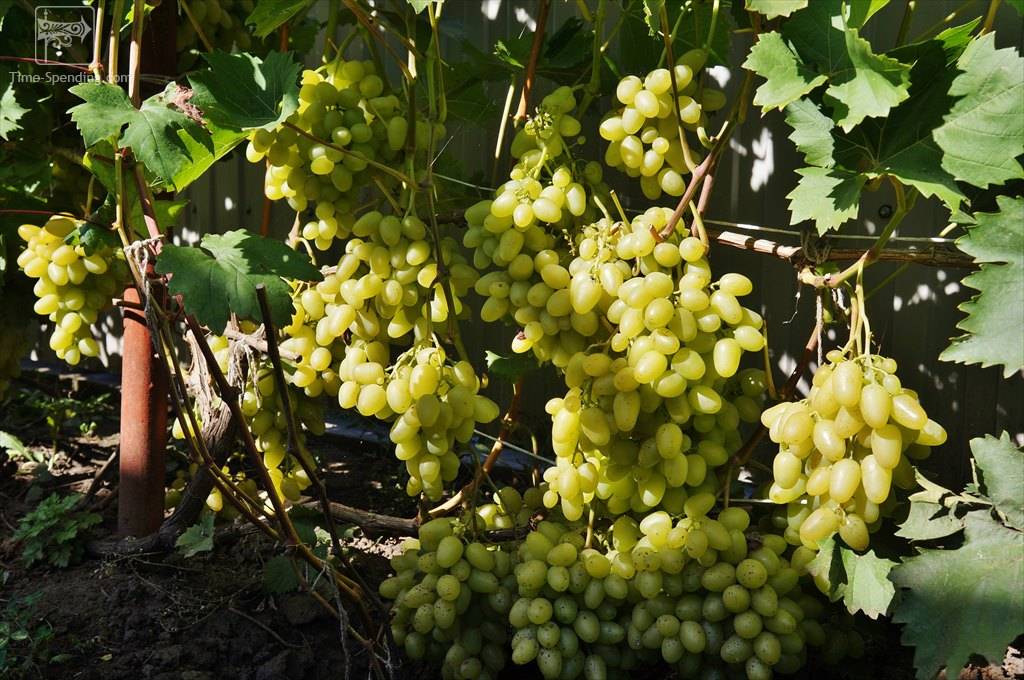 Кладезь витаминов — сорт винограда «антоний великий»