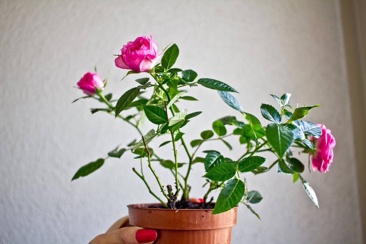 Описание розы сорта кордана: как ухаживать в домашних условиях и открытом грунте