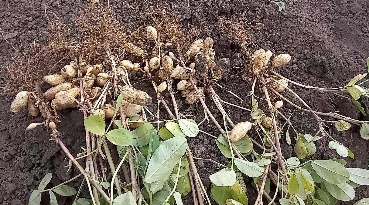 Выращивание арахиса в огороде и на подоконнике