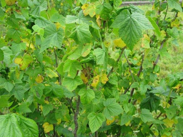 Листья смородины желтеют и сохнут — 13 причин и что делать